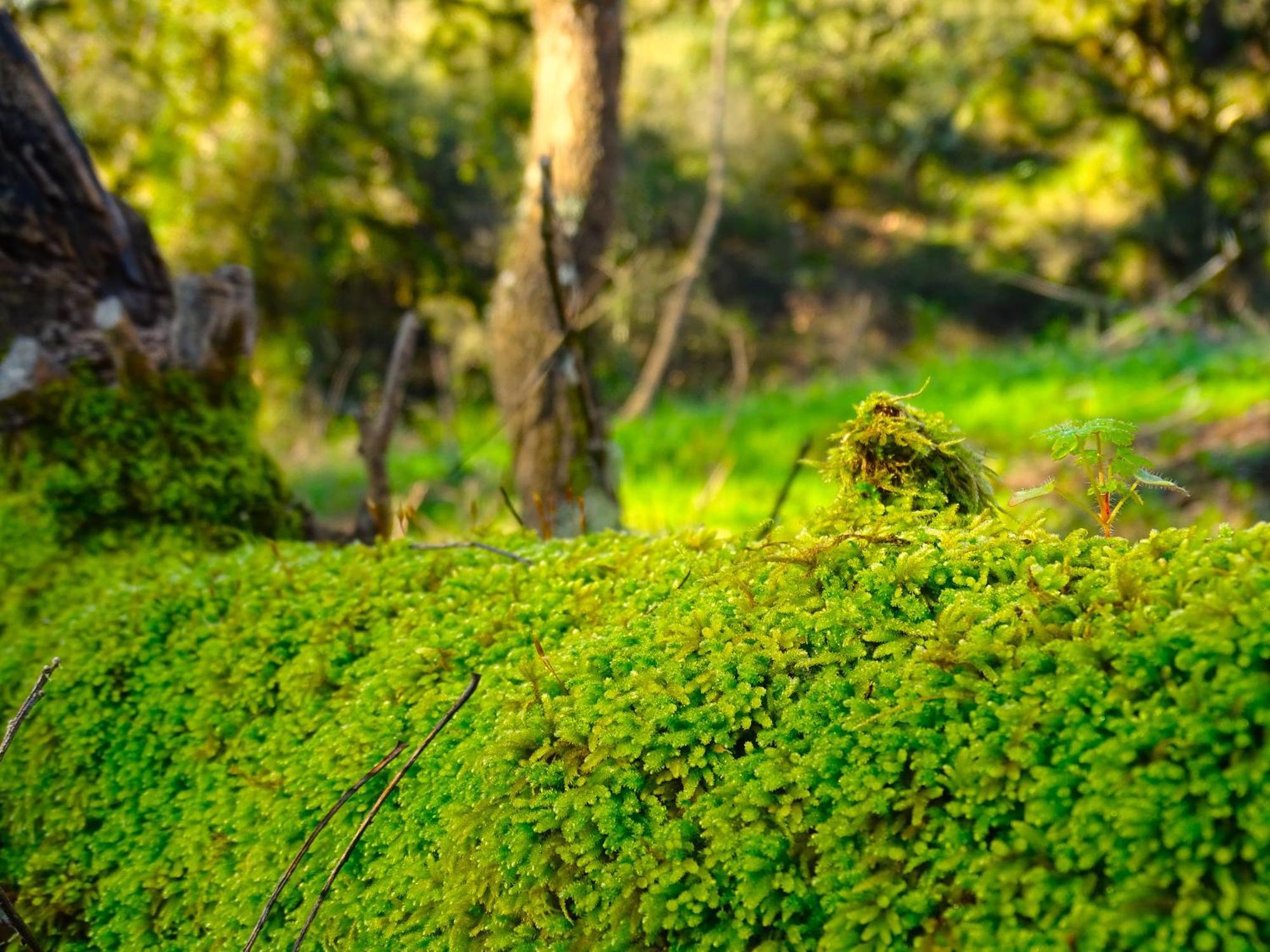 Herdade Vale De Gaios By Stay In Alentejo São Luis Exterior foto
